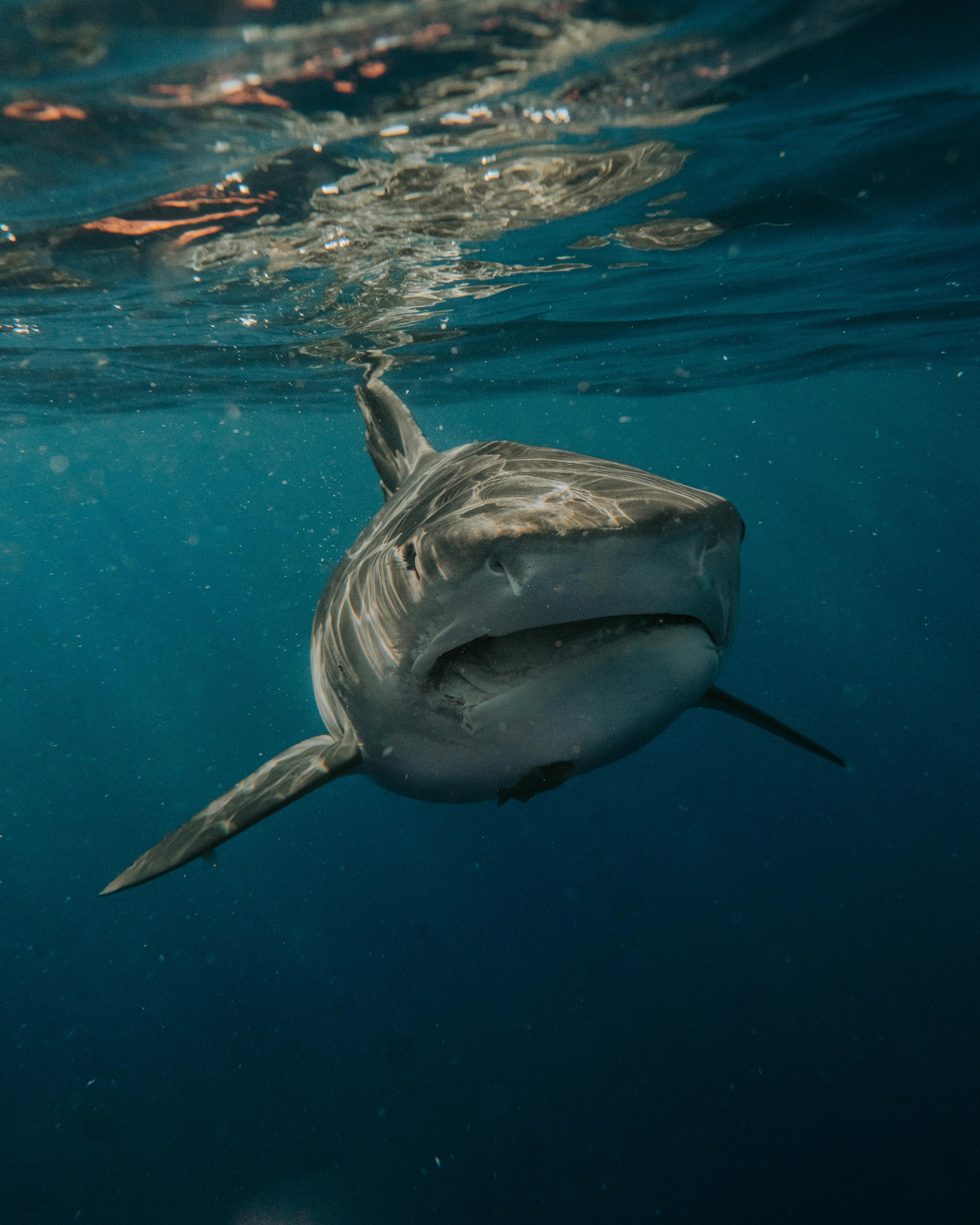 Shark Cage Diving